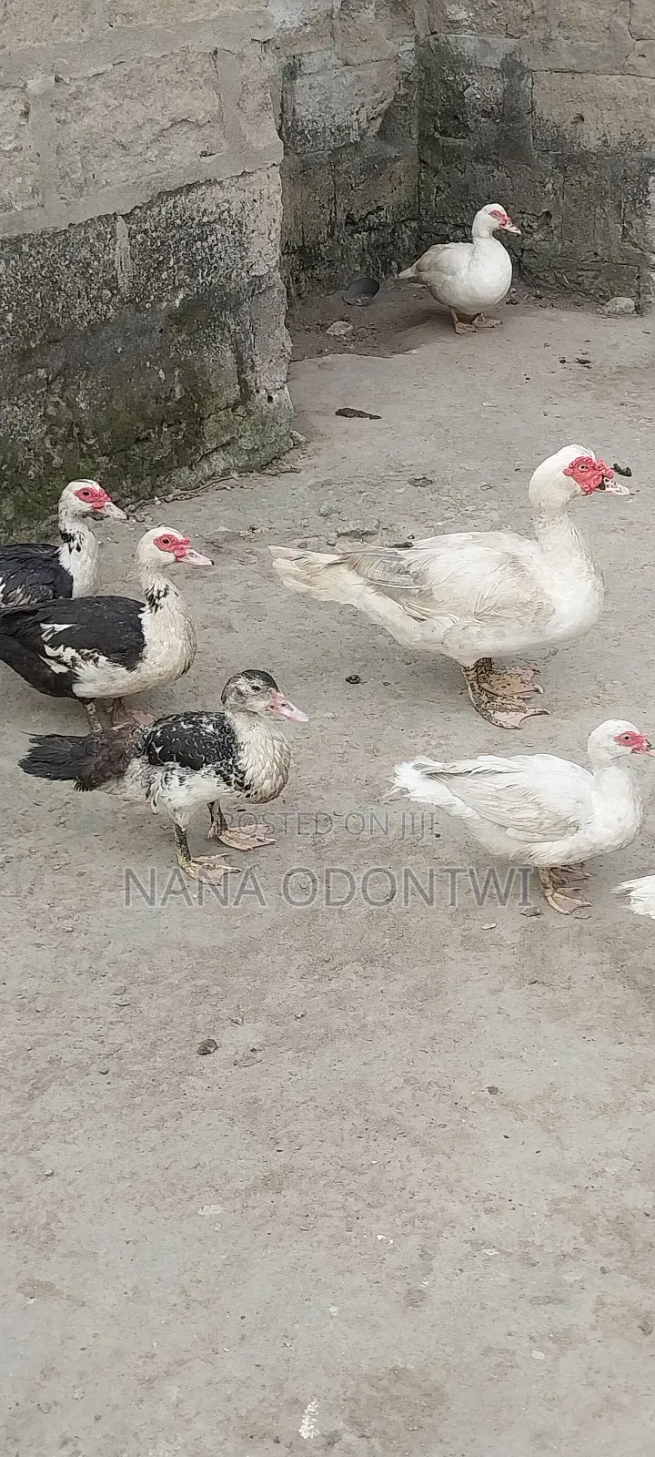 Beautiful Ducks