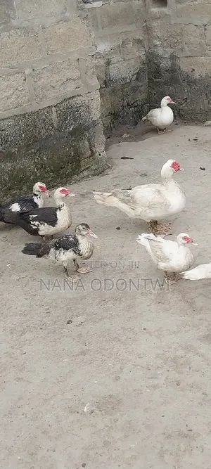 Beautiful Ducks