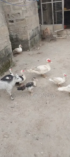 Beautiful Ducks