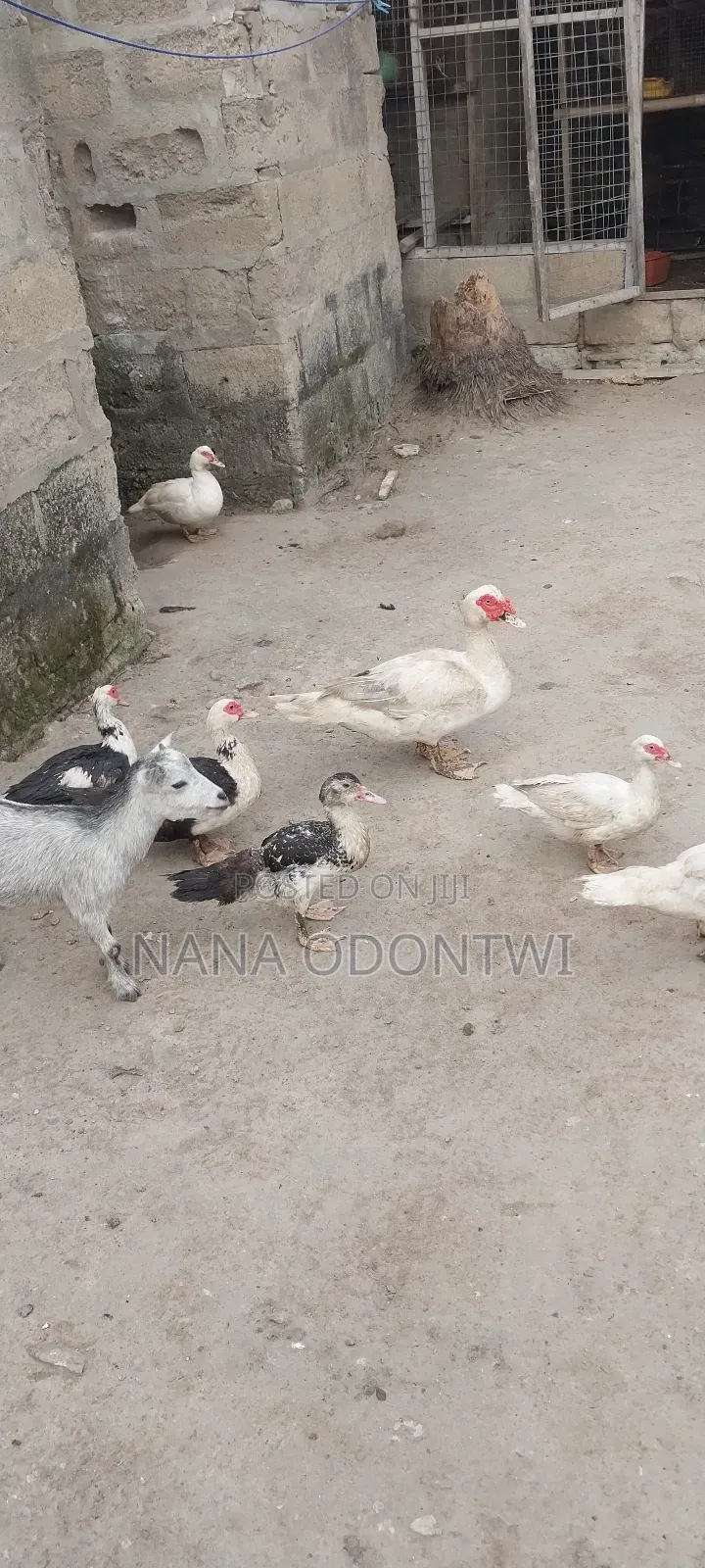 Beautiful Ducks
