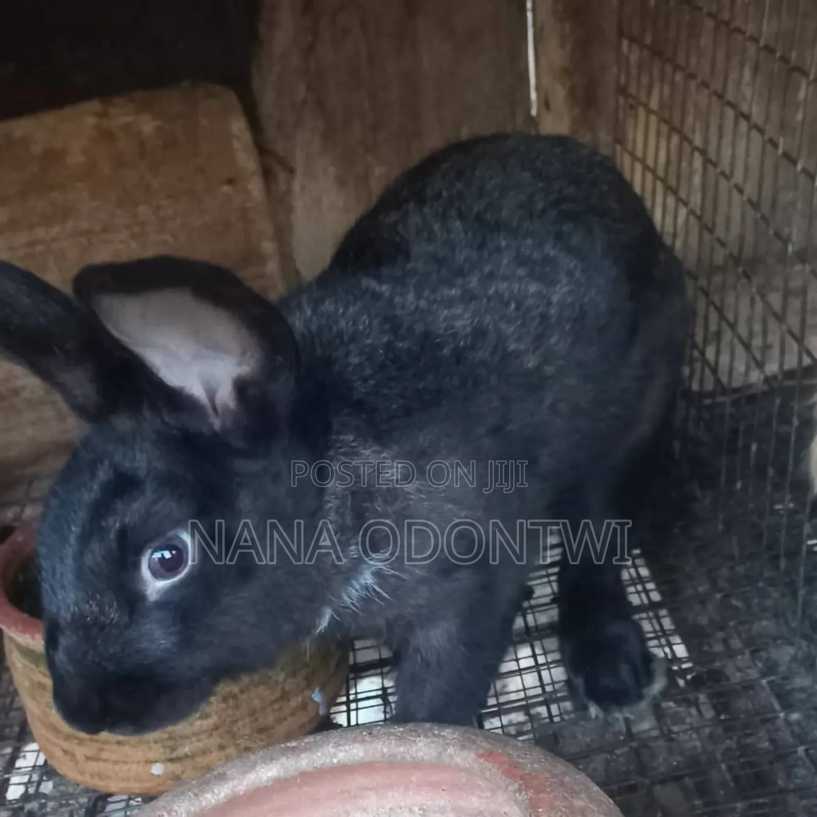 Adorable Rabbits