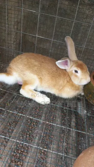 Adorable Rabbits