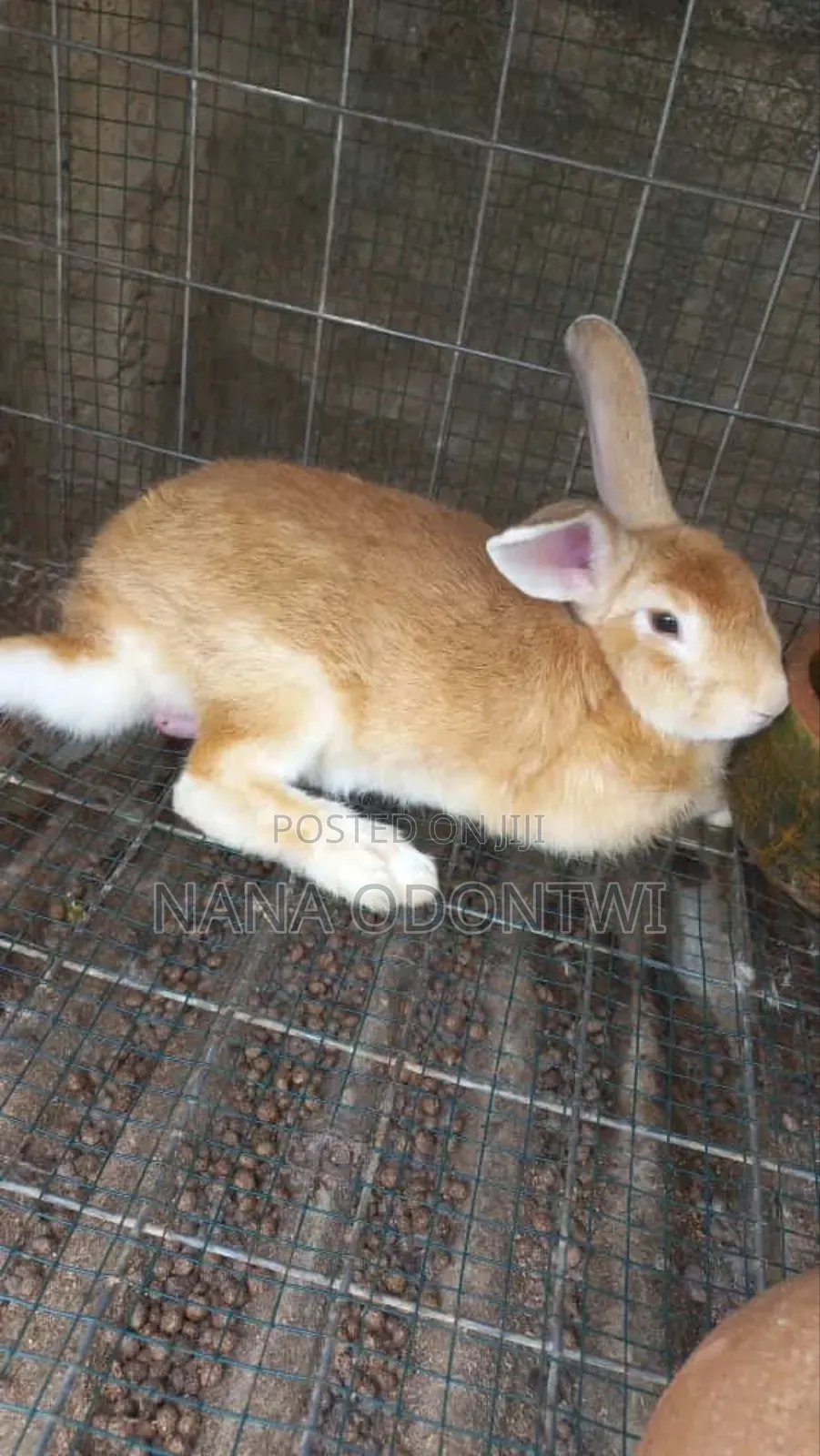 Adorable Rabbits