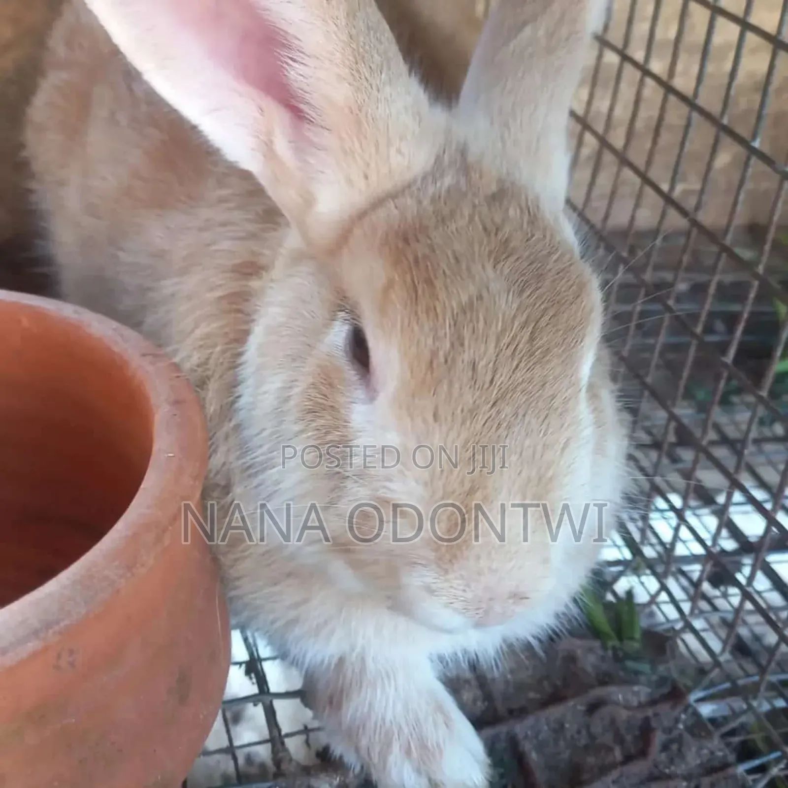 Adorable Rabbits