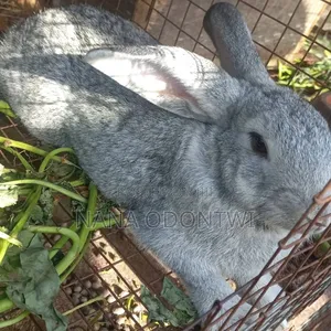 Adorable Rabbits