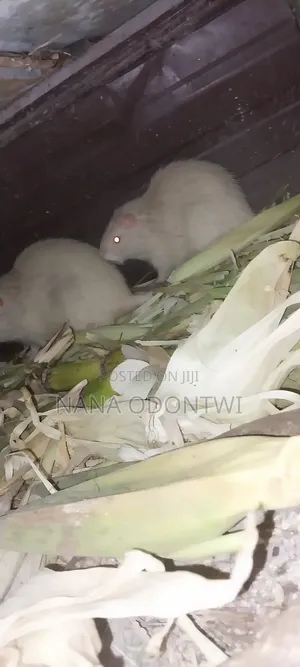 Albino Grasscutter
