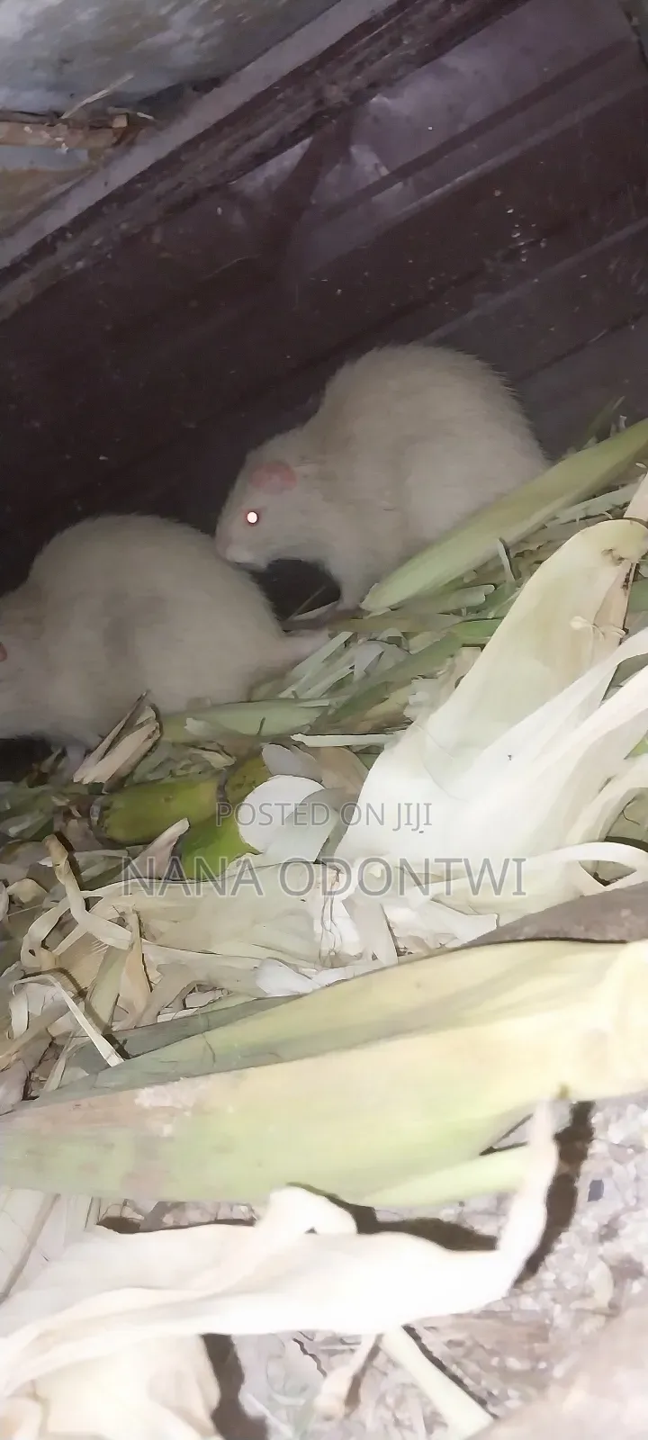 Albino Grasscutter