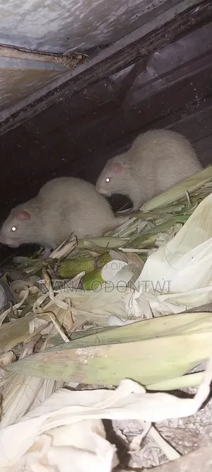 Albino Grasscutter