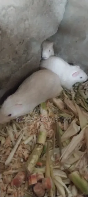 Albino Grasscutter