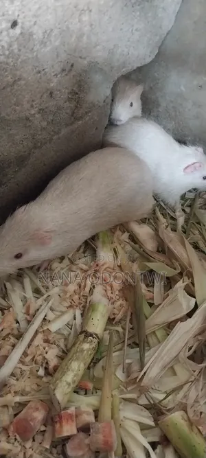 Albino Grasscutter