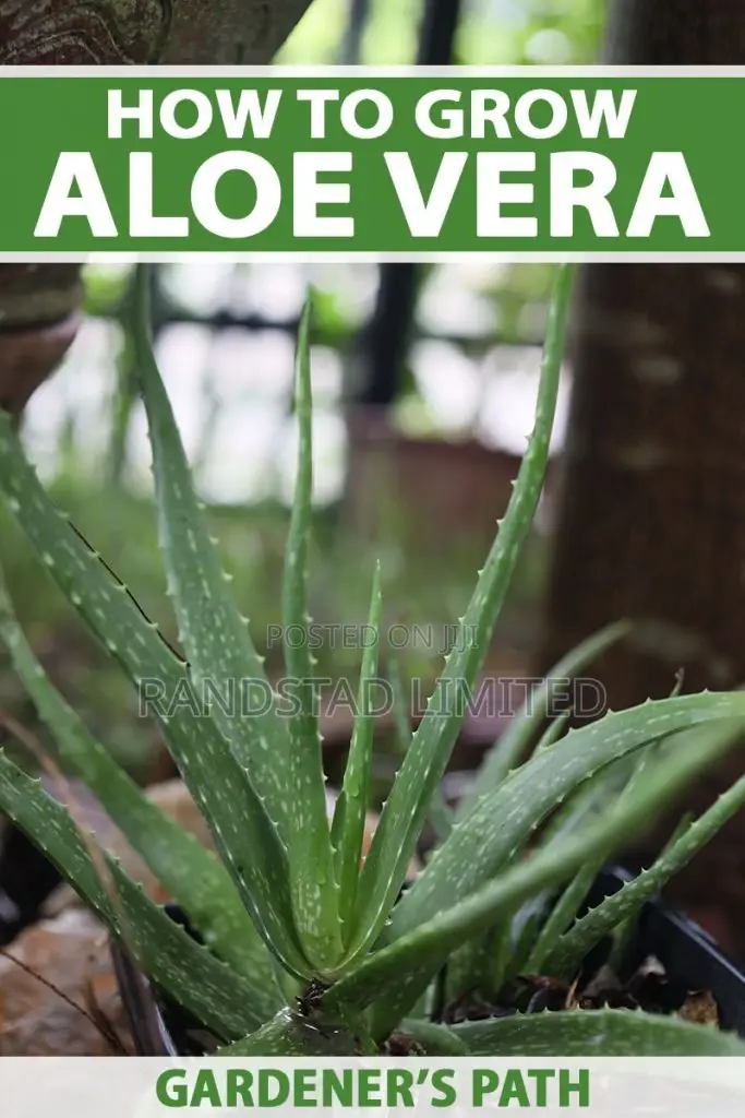 Aloe Vera Plant for Sale