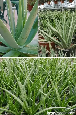 Aloe Vera Plant for Sale