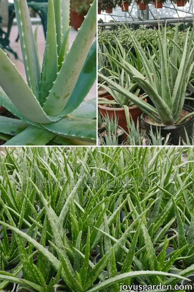 Aloe Vera Plant for Sale