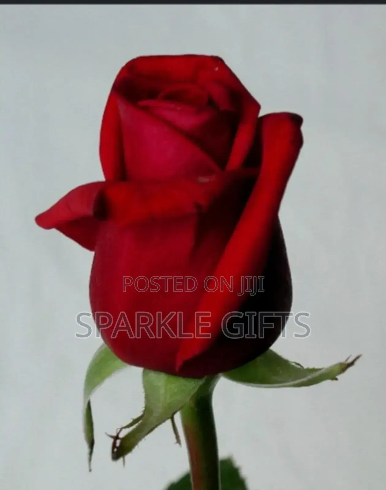 Natural Real Roses for Mothers Day, Birthday, Graduation,