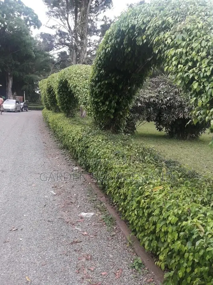 Gardening and Landscaping Service Available