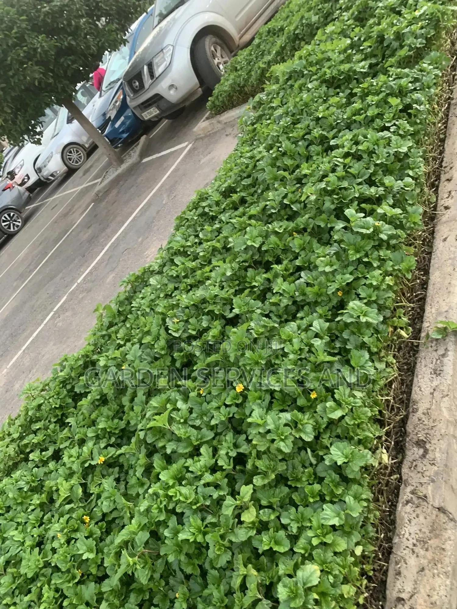 Gardening and Landscaping Service Available