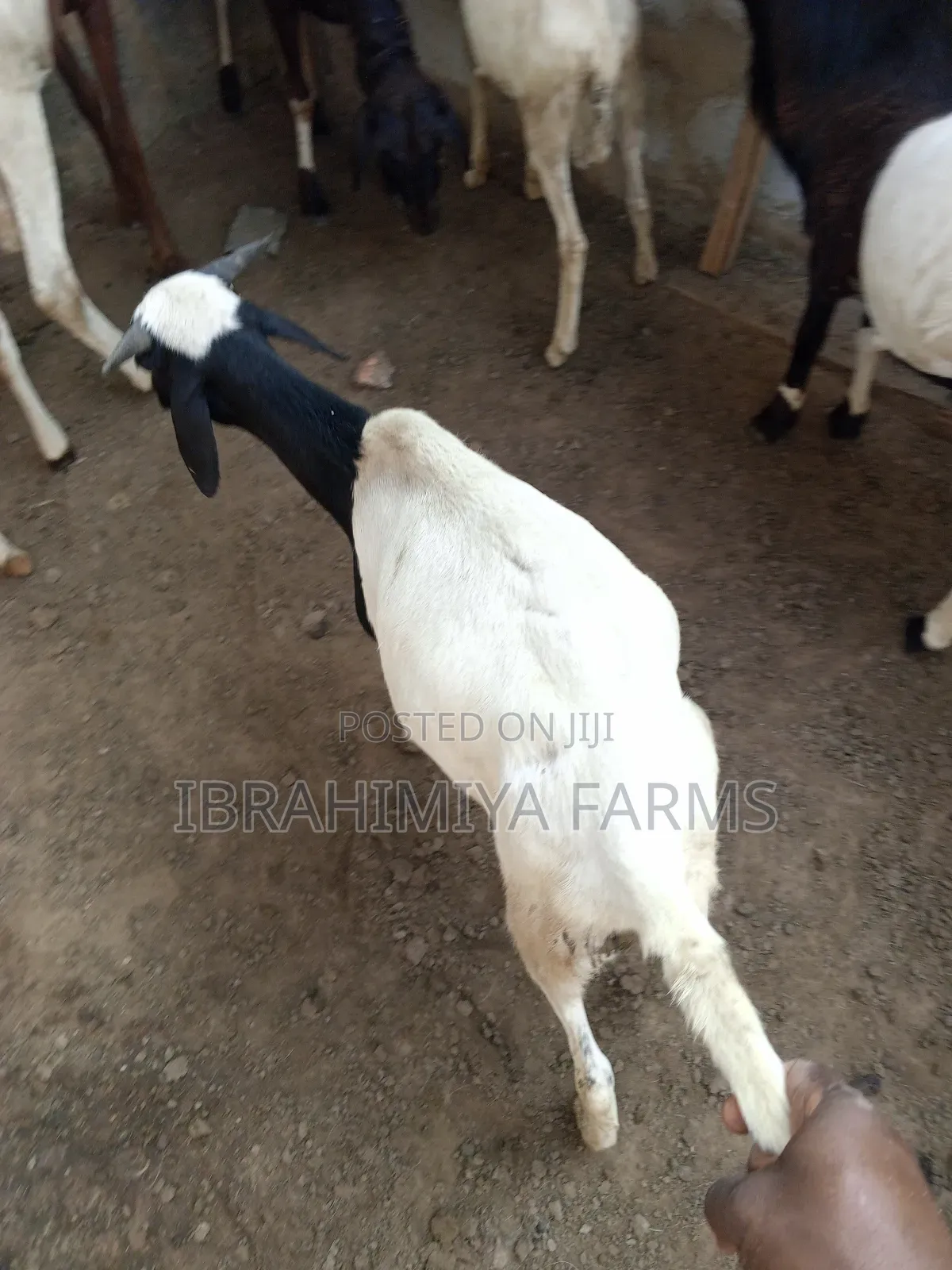 Affordable Sheeps