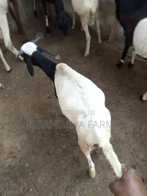 Affordable Sheeps