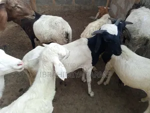Affordable Sheeps
