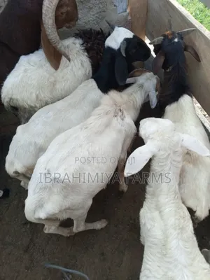 Affordable Sheeps