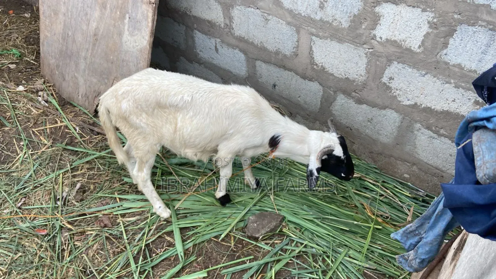 Affordable Sheeps