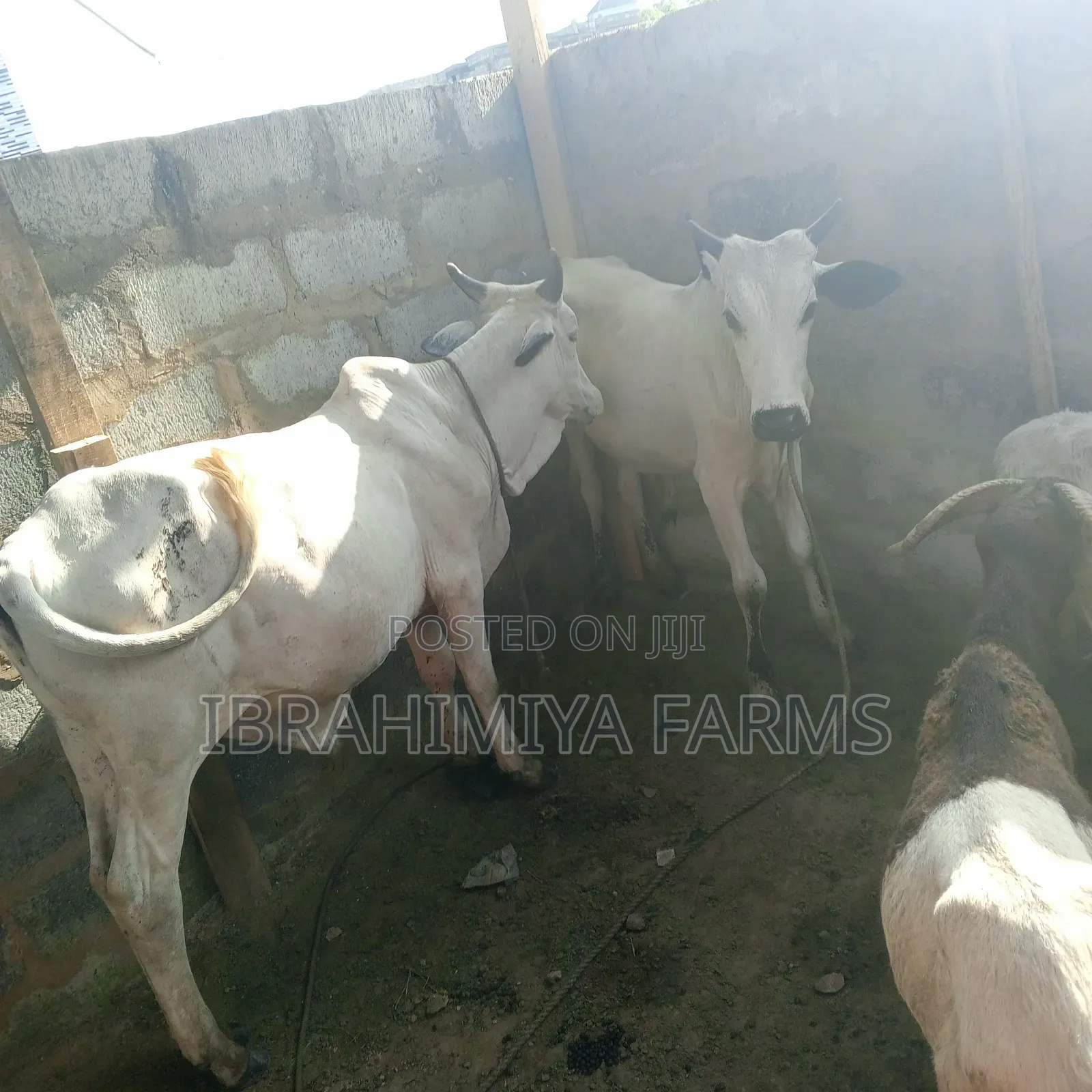 Affordable Sheeps