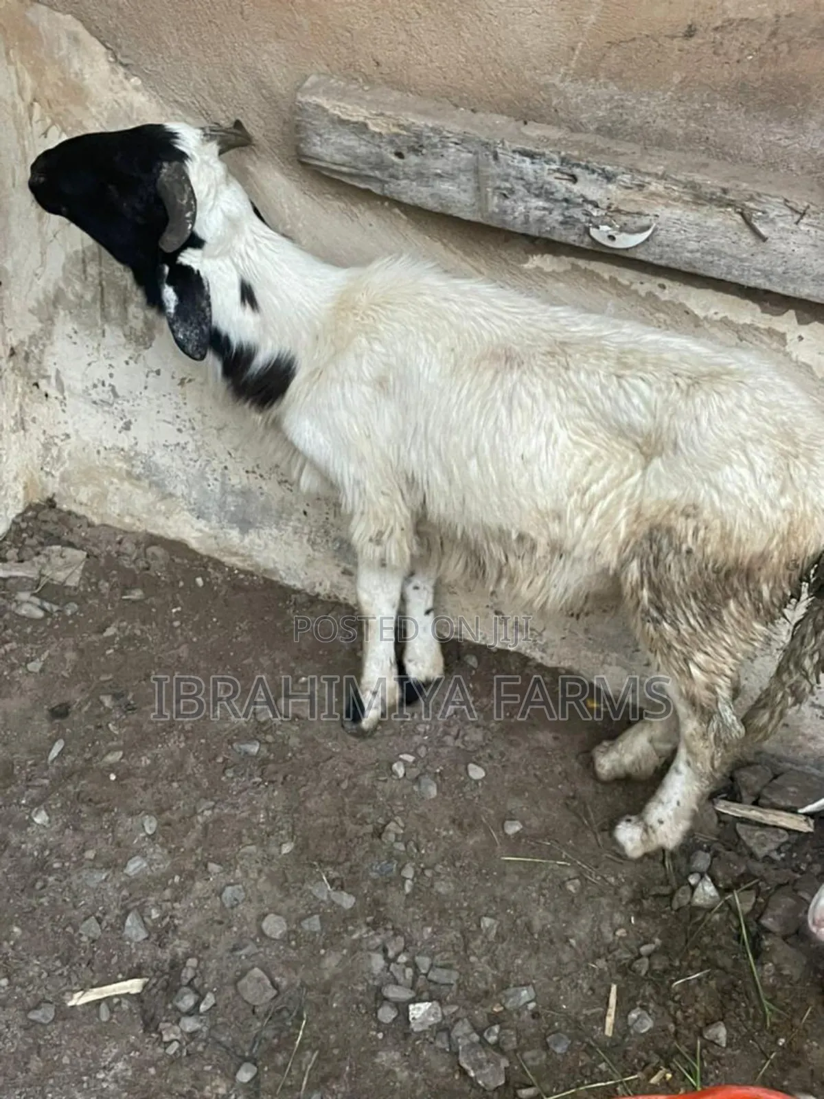 Affordable Sheeps