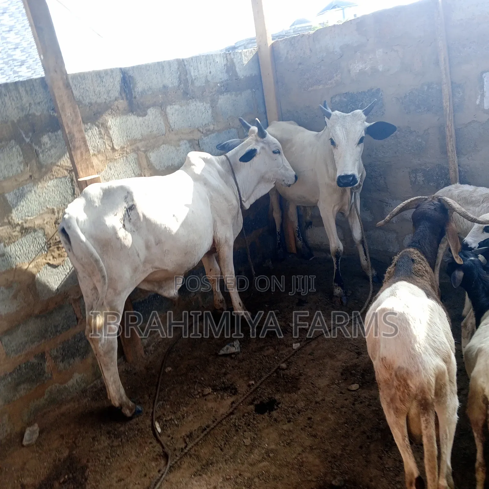 Affordable Sheeps