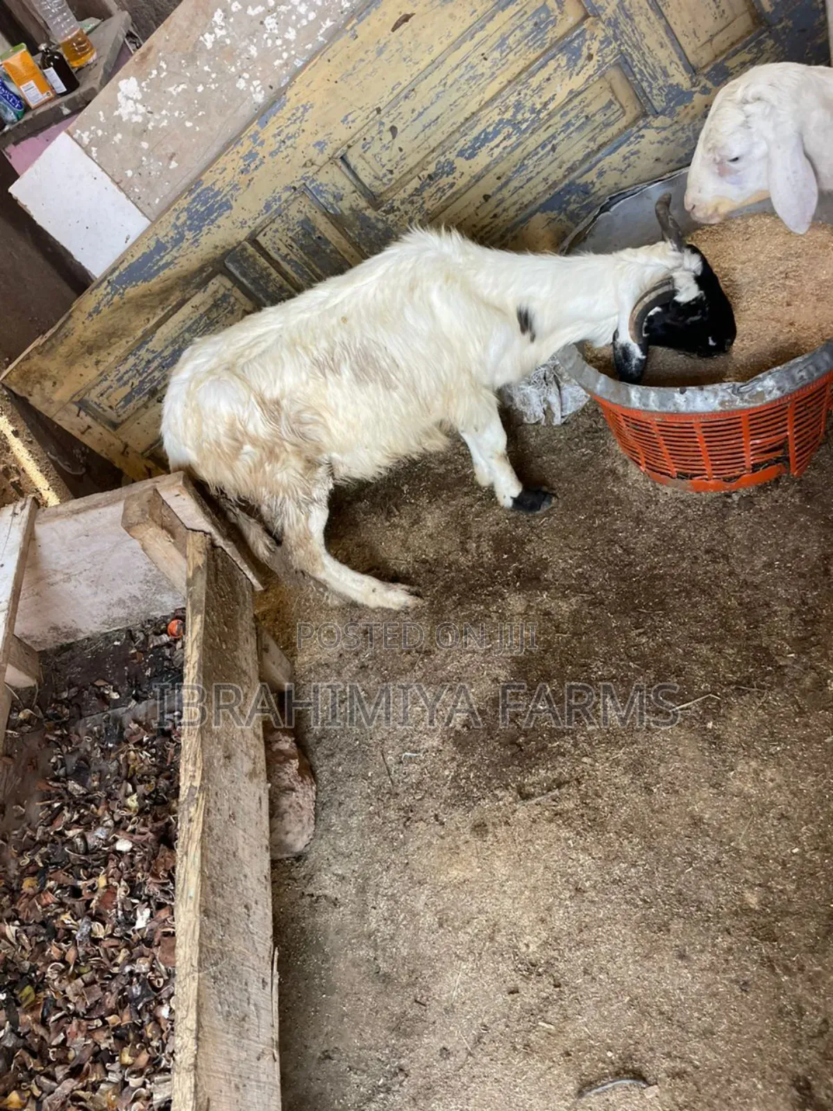Affordable Sheeps