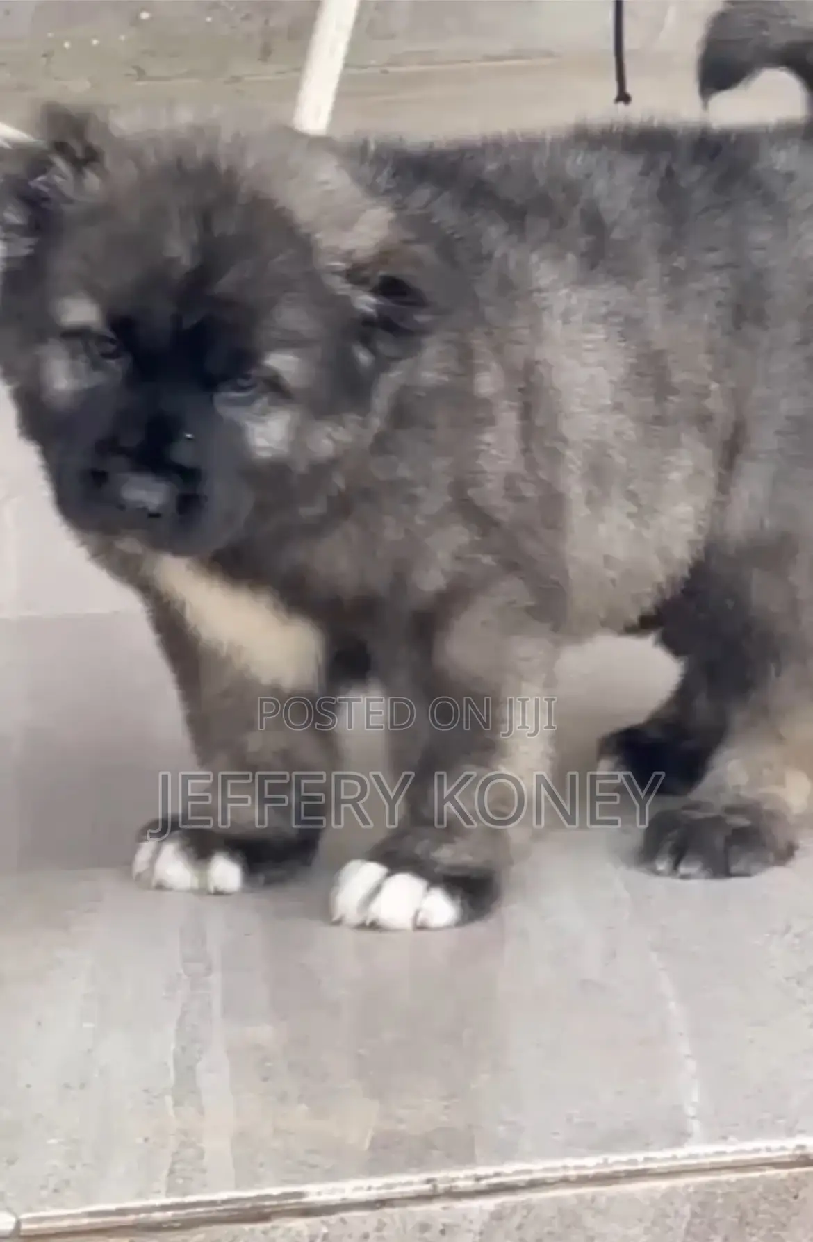 1-3 months Male Purebred Caucasian Shepherd