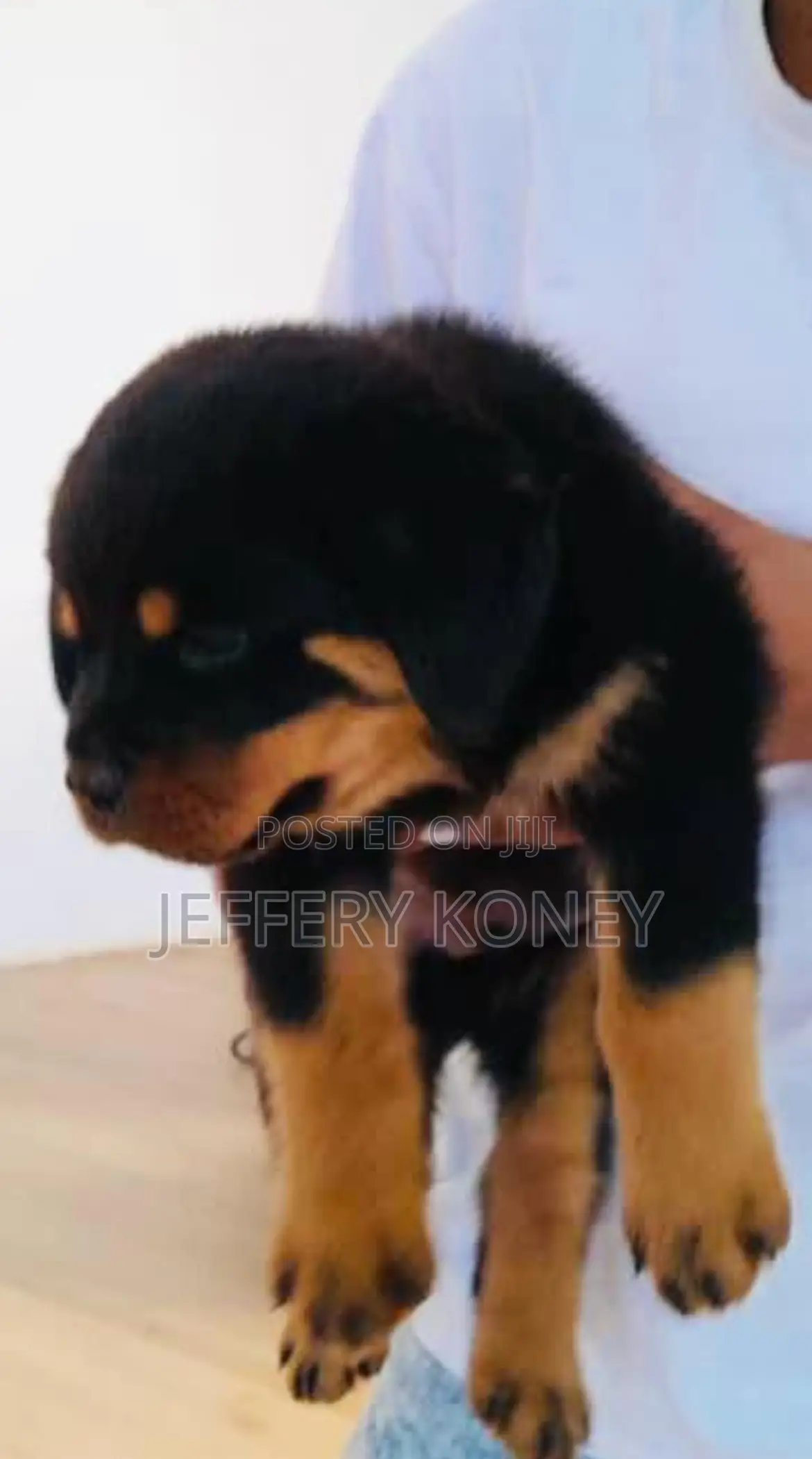 1-3 months Male Purebred Rottweiler