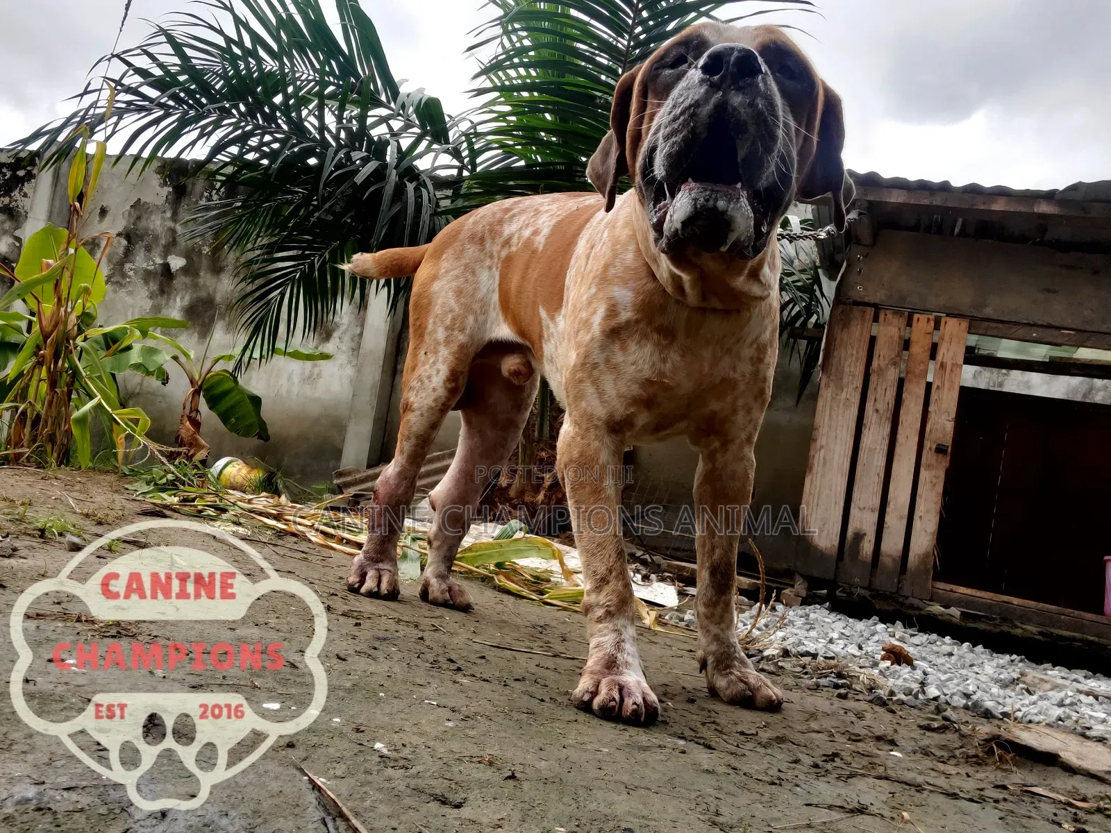 1+ year Male Purebred Boerboel