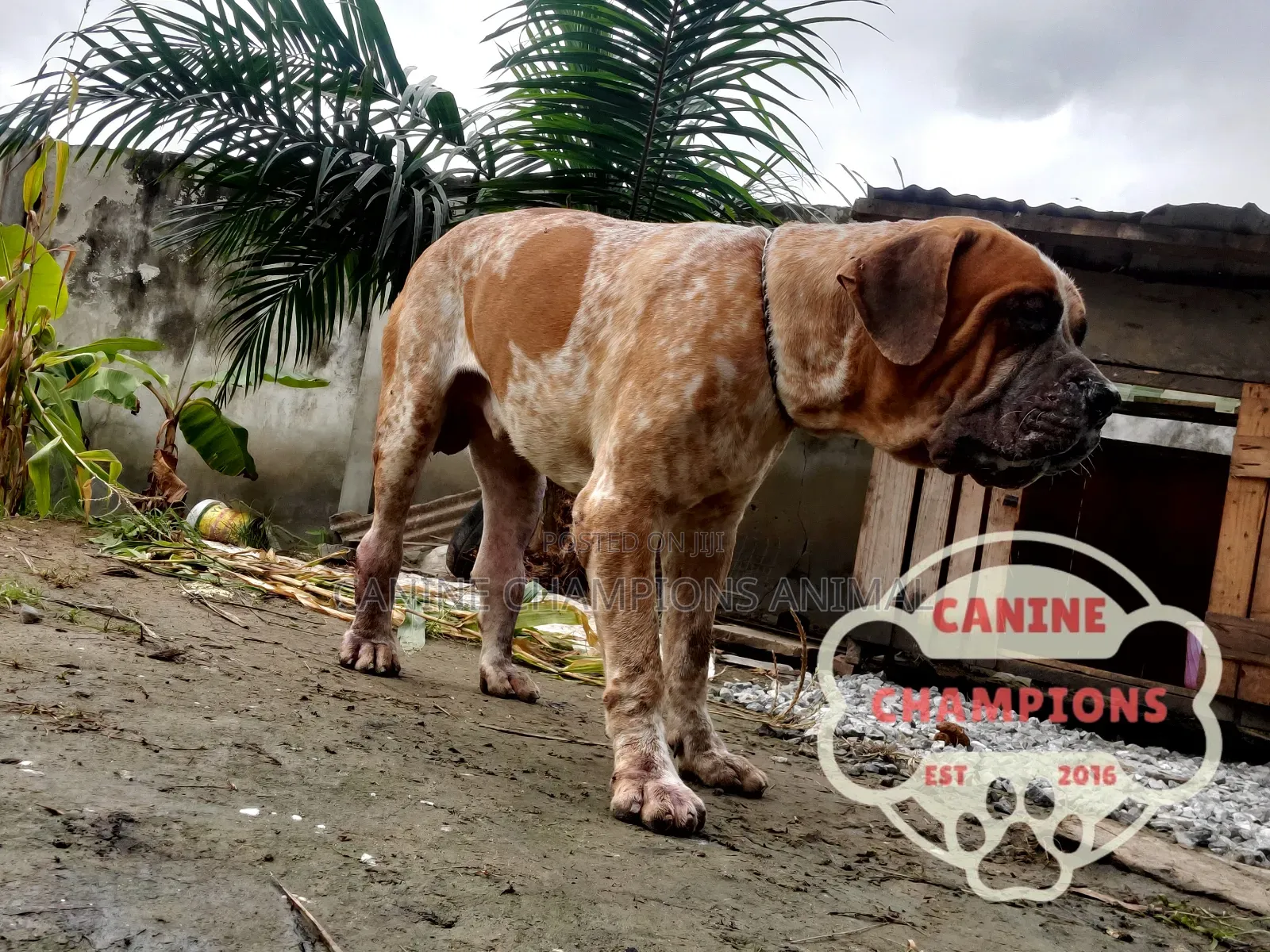 1+ year Male Purebred Boerboel