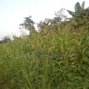 Farmland for Sale