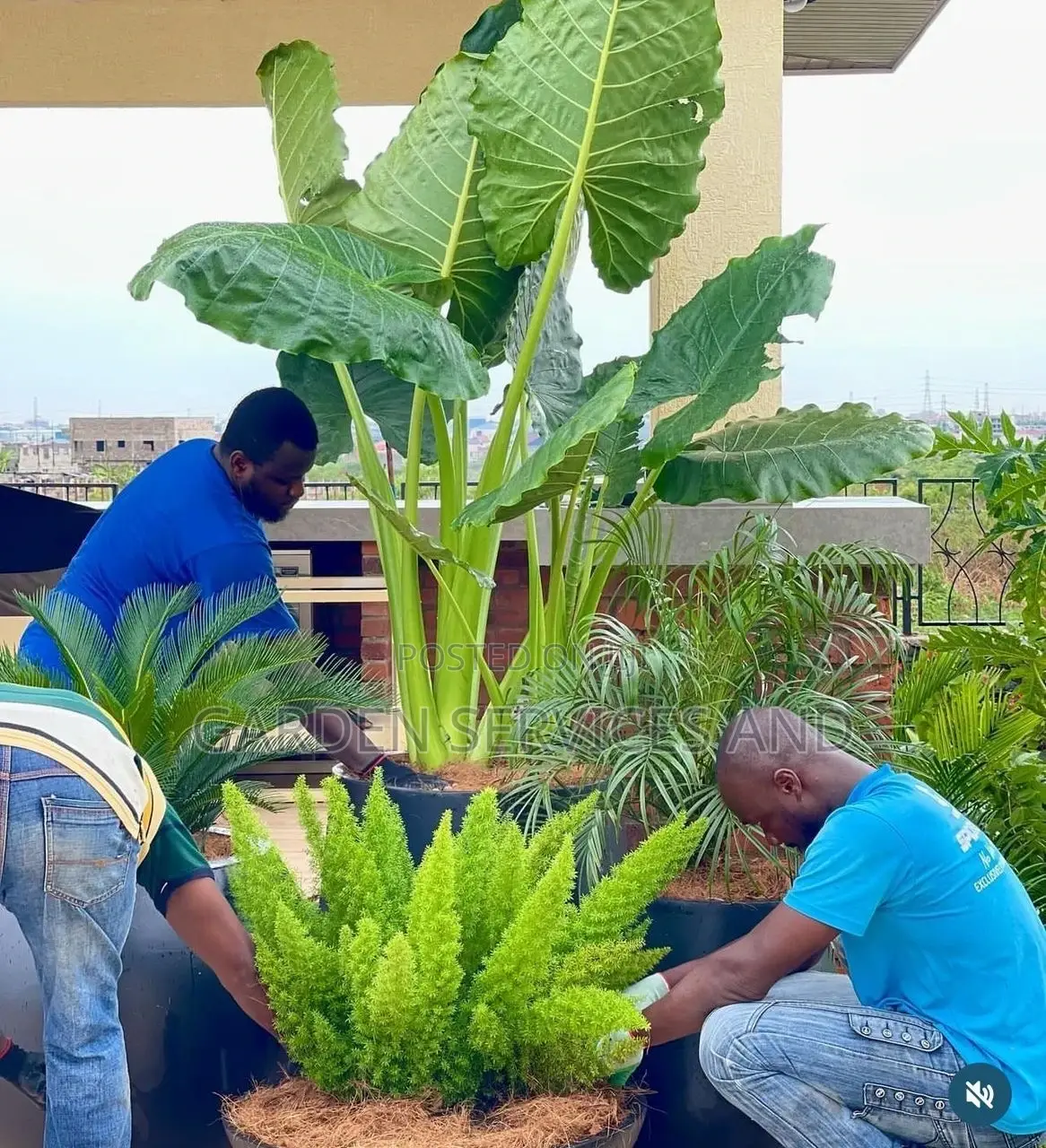 Elephant Ears for Sale