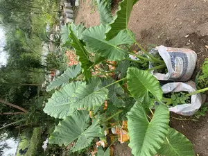 Elephant Ears for Sale