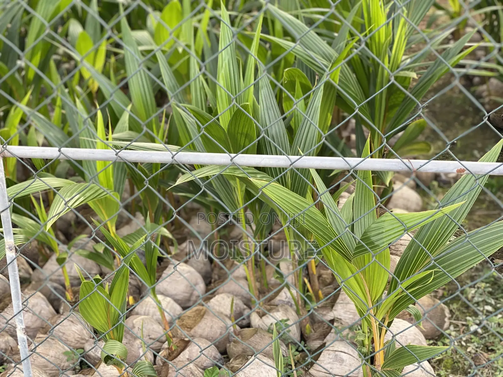 Hybrid Coconut Seeds
