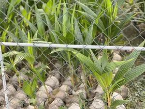 Hybrid Coconut Seeds