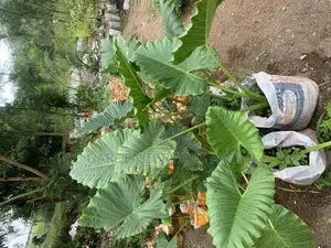 Elephant Ears for Sale