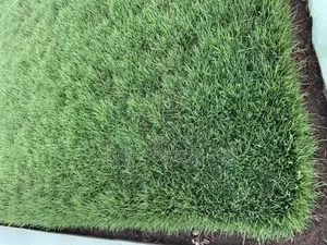 All Kinds of Natural Green Grass Available for Sale