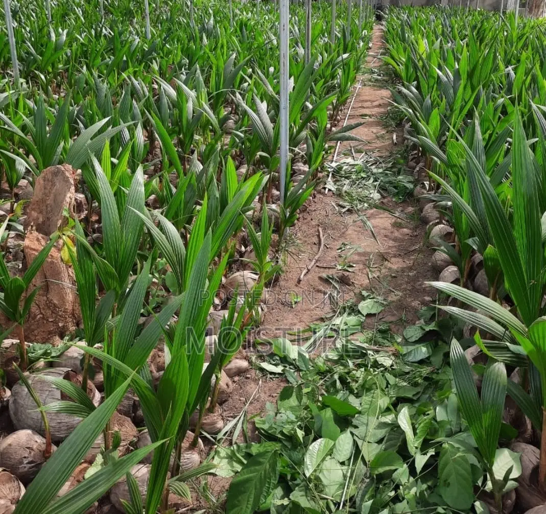 Hybrid and Dwarf Coconut Seedlings of Good Quality