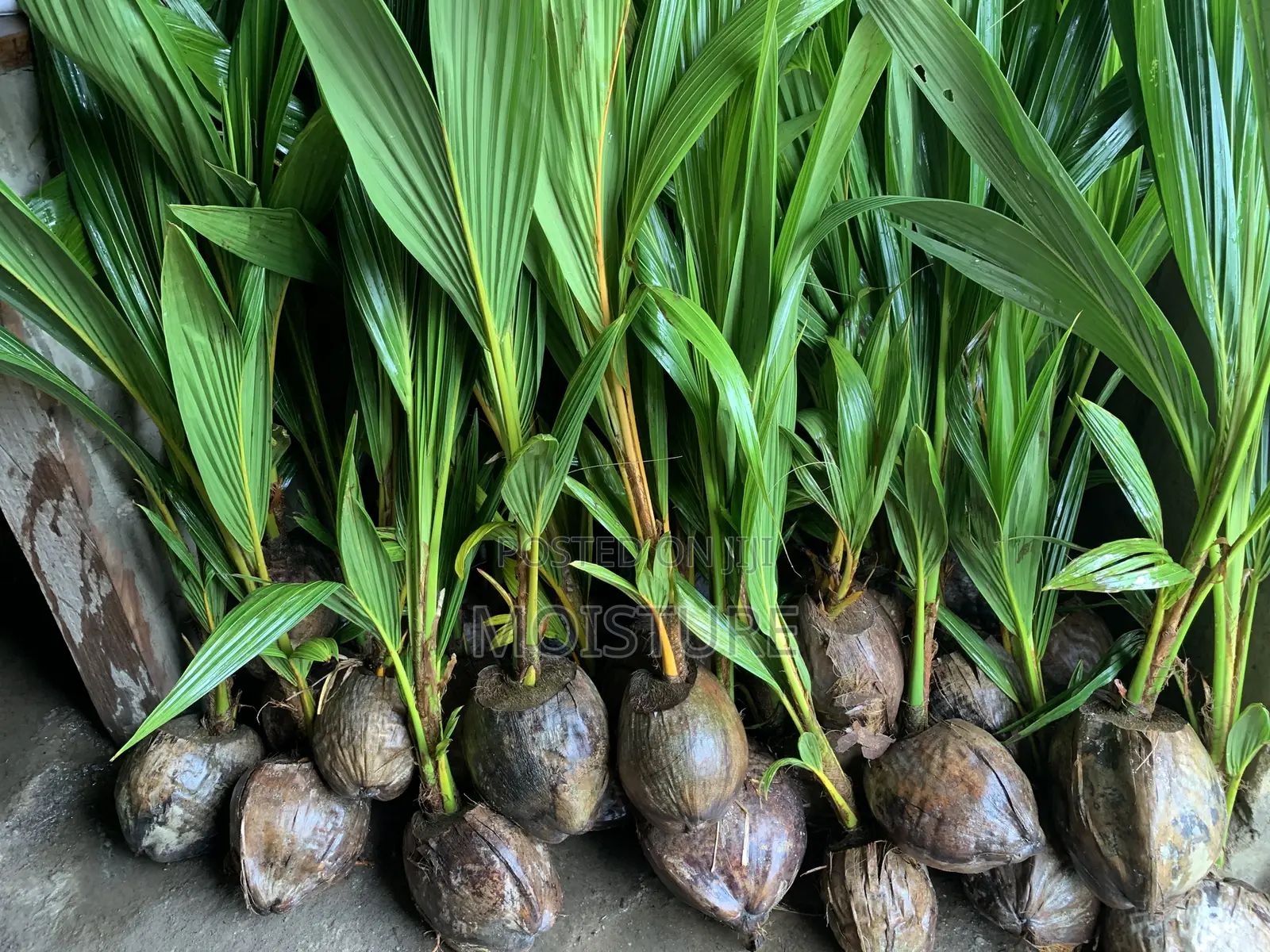 Healthy Hybrid Coconut (Yellow and Green).
