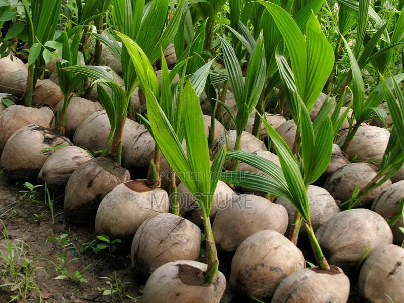 Healthy Hybrid Coconut (Yellow and Green).