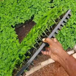 Seedling Nursing Tray ( Can Nurse Up to 104 Seedlings)