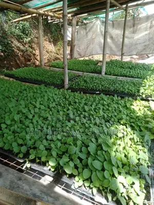 Seedling Nursing Tray ( Can Nurse Up to 104 Seedlings)