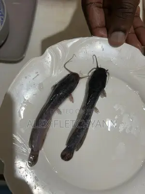 Catfish Juveniles