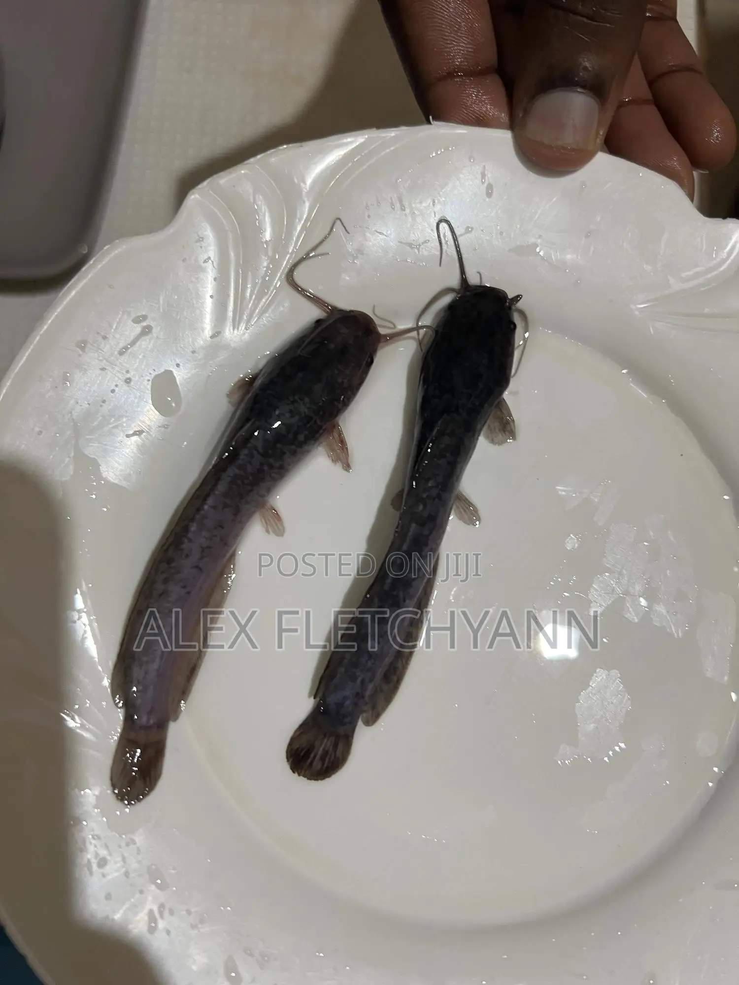Catfish Juveniles