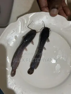 Catfish Juveniles