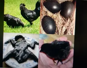 Photo - Ayam Cemani Chicks