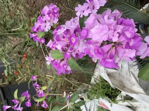Anti Snake Flower for Sale